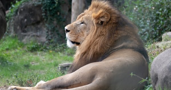 وزارة الزراعة عن حادثة نهش أسد لطفل في حديقة الحيوانات: دورنا ينحصر بالرقابة الصحية على الحيوانات وعلمنا بالموضوع عبر مواقع التواصل
