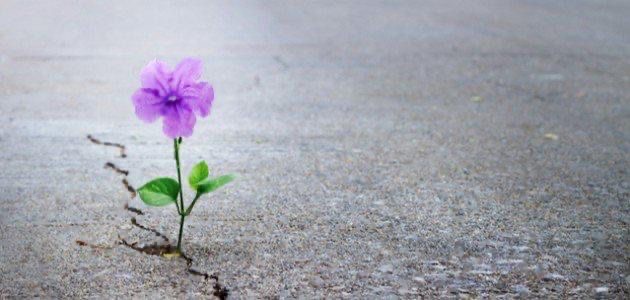 مَع كلِّ خفقَةِ قَلب تولدُ نبضةُ أمَل