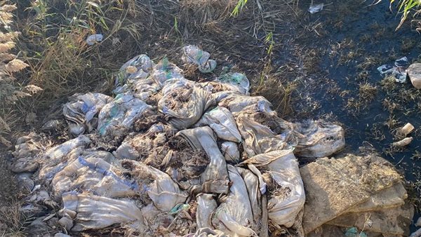 آلاف الدجاج النافق والمريض في مجرى الليطاني