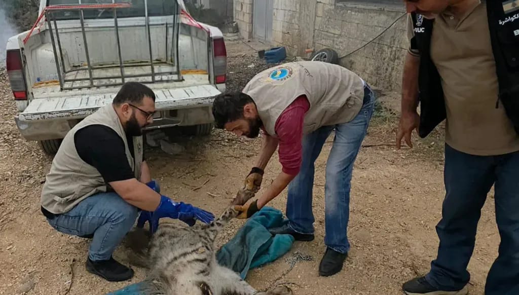 وزارة الزراعة اللبنانية: الضبع المخطط ثروة وطنية محمية ولا يشكل خطراً على المواطنين